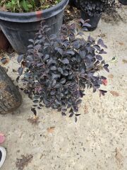 Loropetalum Chinense Rubrum ( Pempe Rüya Çiçeği )
