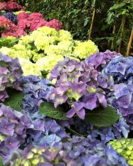 Ortanca - Hydrangea macrophylla