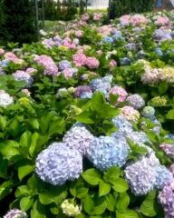 Ortanca - Hydrangea macrophylla