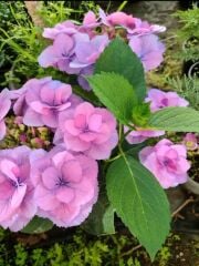 Ortanca - Hydrangea macrophylla