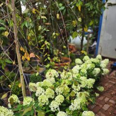 Ortanca - Hydrangea macrophylla