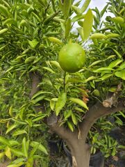 Portakal Ağacı - Citrus sinensis