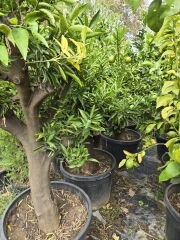 Portakal Ağacı - Citrus sinensis