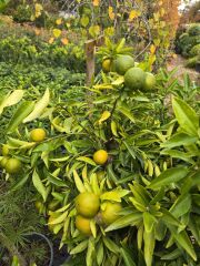 Portakal Ağacı - Citrus sinensis