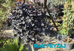 Tijli Loropetalum Chinense Rubrum ( Rüya Çiçeği )