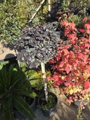 Tijli Loropetalum Chinense Rubrum ( Rüya Çiçeği )