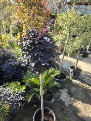 Tijli Loropetalum Chinense Rubrum ( Rüya Çiçeği )