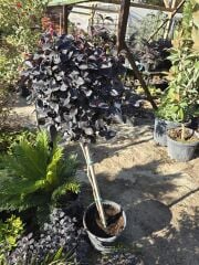 Tijli Loropetalum Chinense Rubrum ( Rüya Çiçeği )