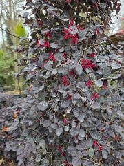 Piramit (Pyramidalis ) Loropetalum Chinense Rubrum ( Rüya Çiçeği )