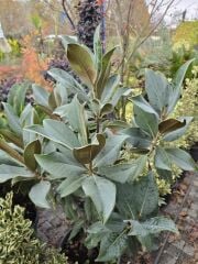 Manolya Ağacı ( 175-200 cm ) - Magnolia grandiflora gallisoniensis