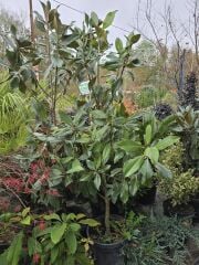 Manolya Ağacı ( 175-200 cm ) - Magnolia grandiflora gallisoniensis