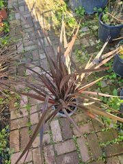 Phormium tenax atropurpureum - Kırmızı Yapraklı Yeni Zelanda Keteni