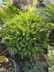 Yaygın porsuk - Taxus baccata