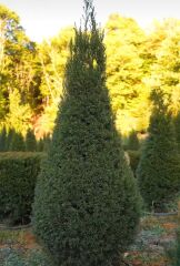 Yaygın porsuk - Taxus baccata