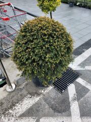 Yaygın porsuk - Taxus baccata