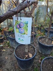 Meyve Ağacı / Erik Ağacı - Angeleno - Prunus Domastıca L.