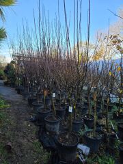 Meyve Ağacı / Erik Ağacı - Angeleno - Prunus Domastıca L.