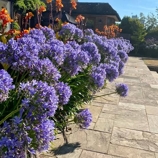 Agapanthus - Afrika Zambağı
